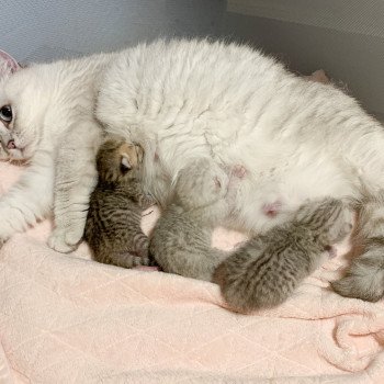 Kitten British Shorthair U Chatterie Nekobaa