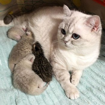 chaton-britishshorthair-8