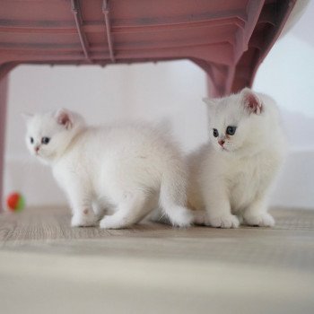 Chaton British Shorthair O2 Chatterie Nekobaa Chaton British Shorthair O2 Chatterie Nekobaa