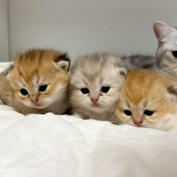 Chaton British Shorthair F3 Chatterie Nekobaa