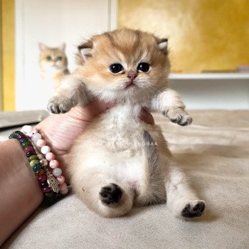 chaton-british-shorthair-black-golden-shaded-julichan-chatterie-nekobaa-2