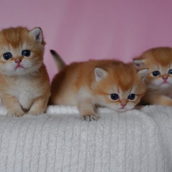 Portée V3 Portée V3