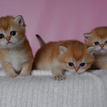 Chaton British Shorthair V3 Chatterie Nekobaa