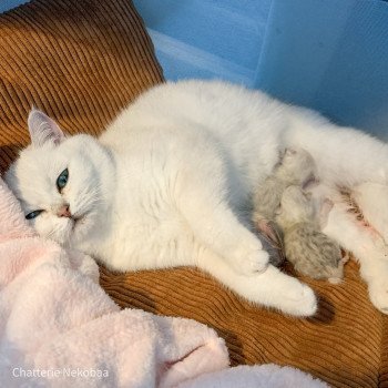 Chaton British Shorthair Y Chatterie Nekobaa