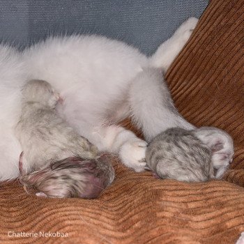 Chaton British Shorthair Y Chatterie Nekobaa