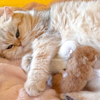 Chaton British Shorthair O3 Chatterie Nekobaa