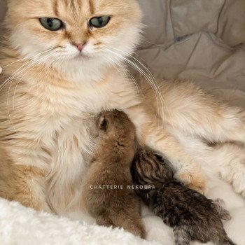 Chaton British Longhair I3 Chatterie Nekobaa Chaton British Longhair I3 Chatterie Nekobaa