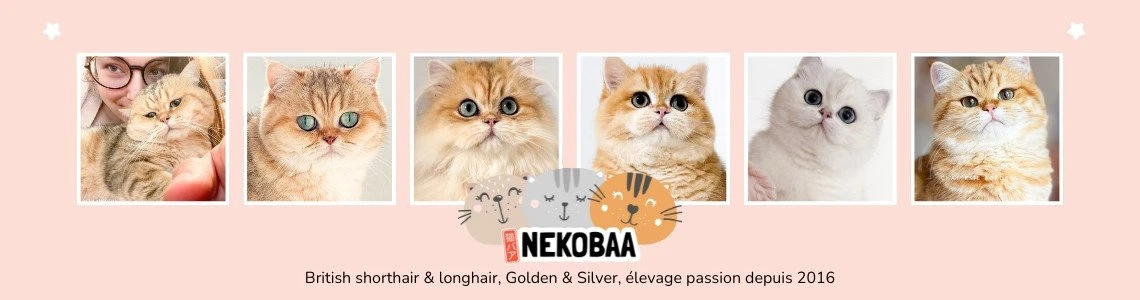 Chatterie Nekobaa
