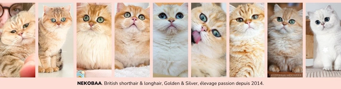 Chatterie Nekobaa