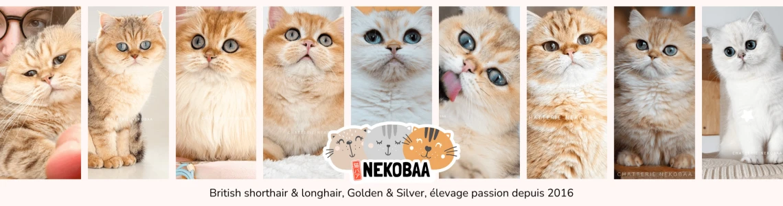 Chatterie Nekobaa