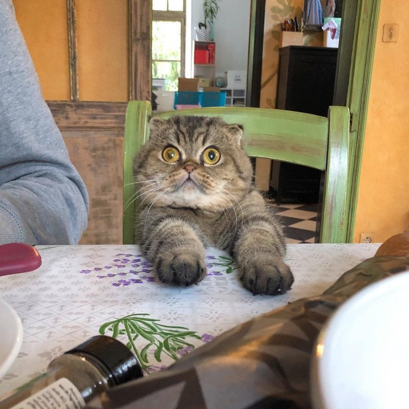 Johnny, à table !